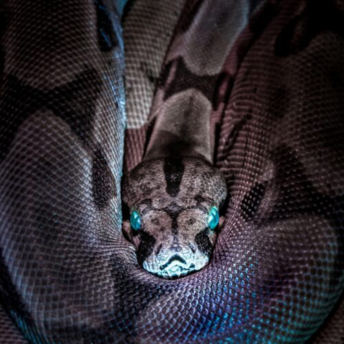 Superganix 2025 Year of the Snake
