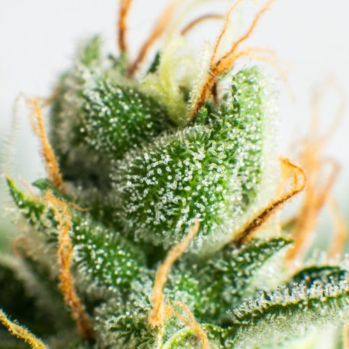 Up close of hemp flower bud with trichomes